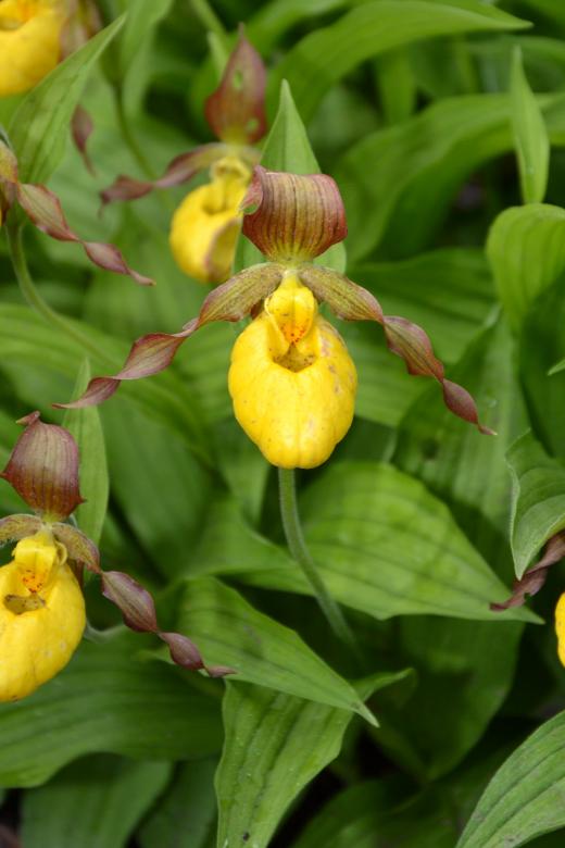 Free stock image of Cypripedium calceolus created by Tomas Adomaitis