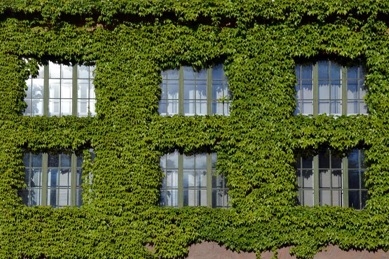 Free stock image of Boston ivy created by Tomas Adomaitis