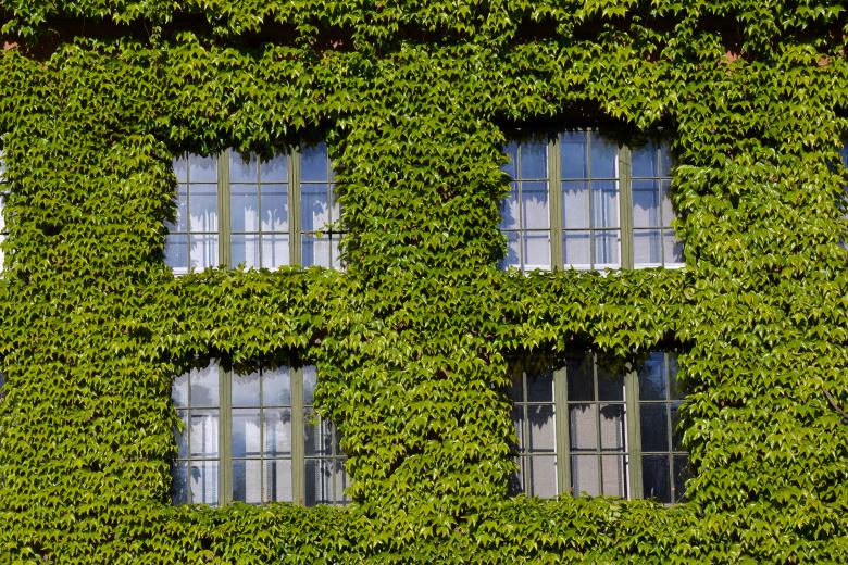 Free stock image of Boston ivy on the wall created by Tomas Adomaitis