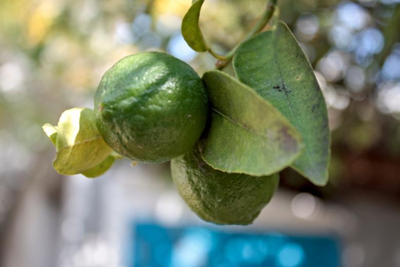 Free stock image of Lemons created by homero chapa
