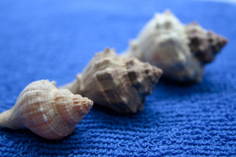 Free stock image of Sea snail created by homero chapa