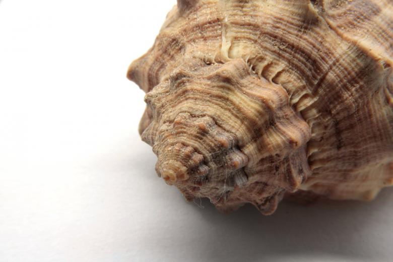 Free stock image of Sea ​​snail created by homero chapa