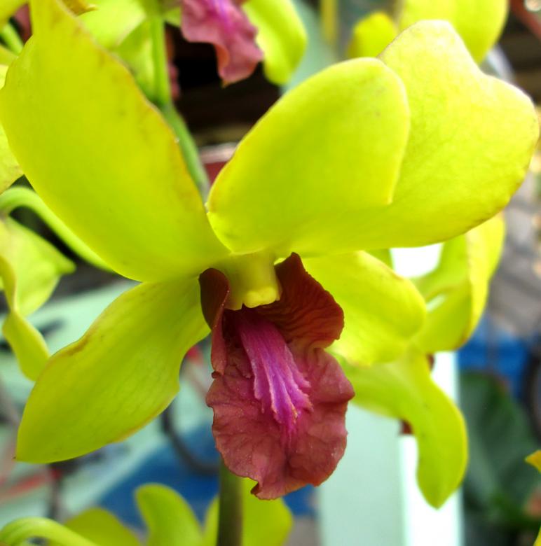 Free stock image of Orchid Flower created by Galayanee
