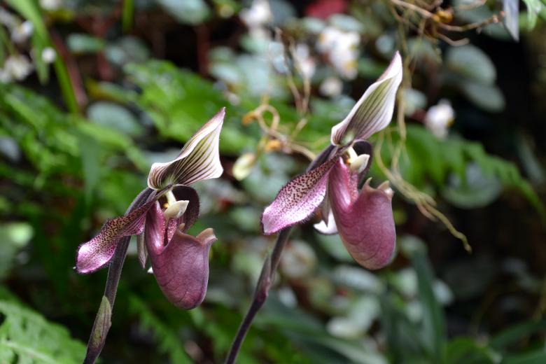Free stock image of Slipper orchid created by Tomas Adomaitis