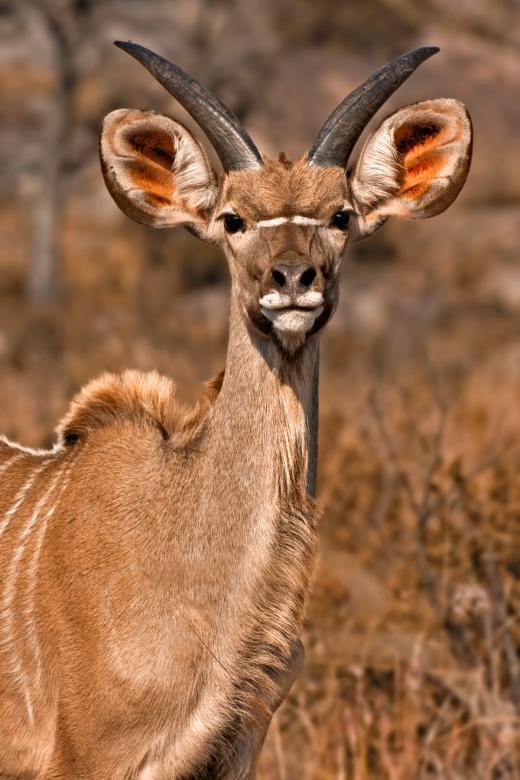 Free stock image of Young Kudu - Sepia created by Nicolas Raymond
