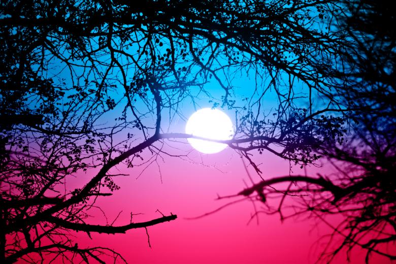 Free stock image of Split Tone Forest Sunrise created by Nicolas Raymond