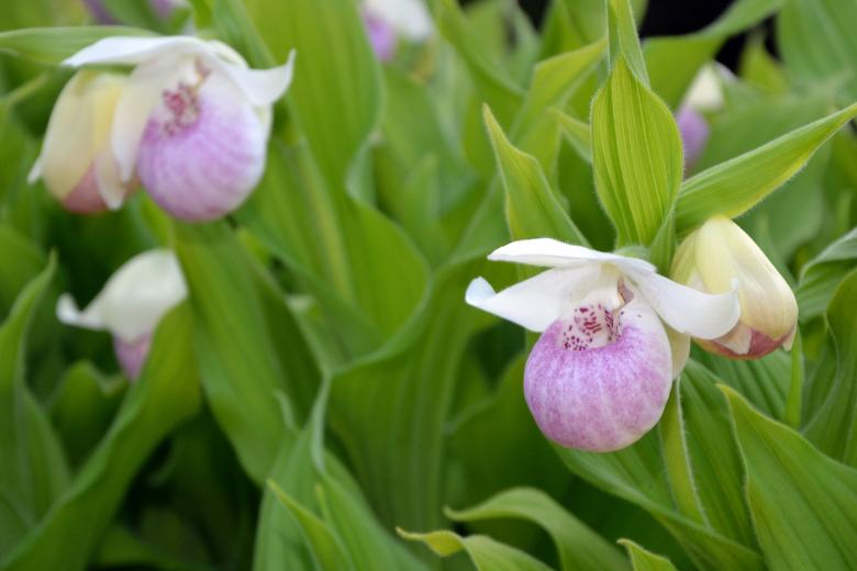Free stock image of Slipper orchid created by Tomas Adomaitis