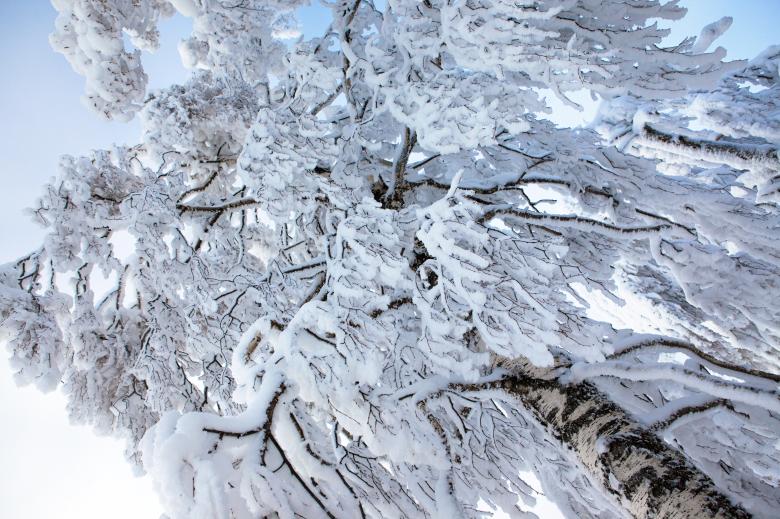 Free stock image of Snowy tree created by 2happy