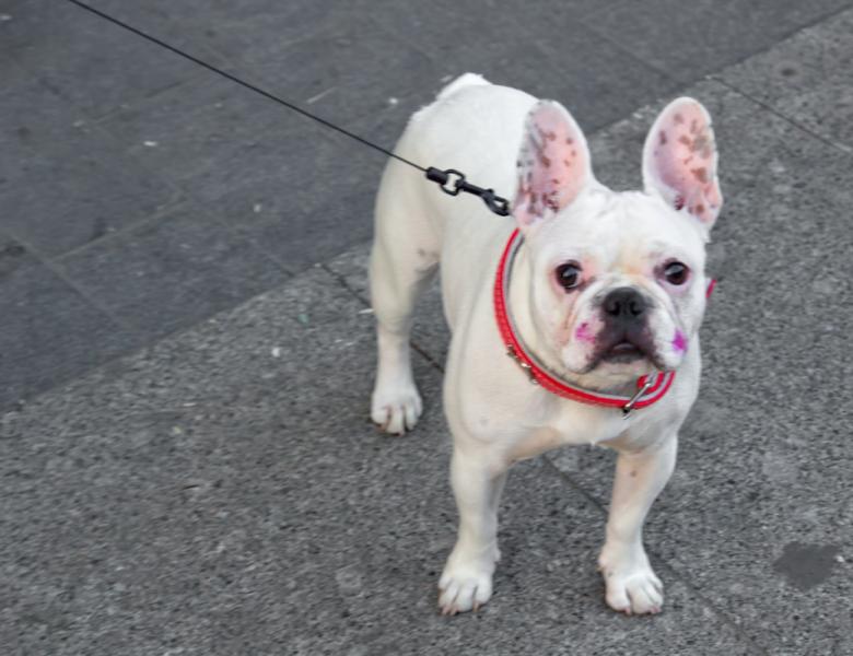 Free stock image of dog created by 2happy