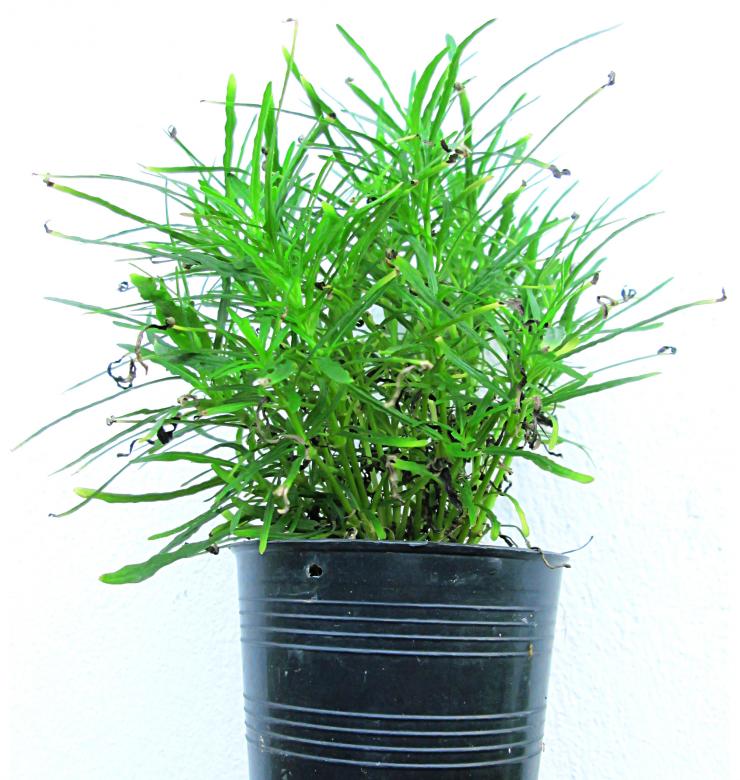 Free stock image of Growing, small plant or seedling created by Galayanee