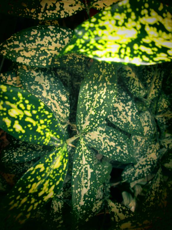 Free stock image of Leaves, Colorful and bright background created by Galayanee