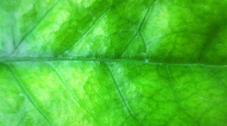 Free stock image of Fresh green leaves created by Galayanee