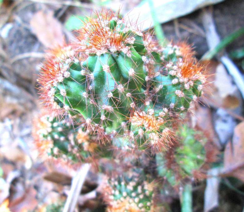 Free stock image of Cactus created by Galayanee