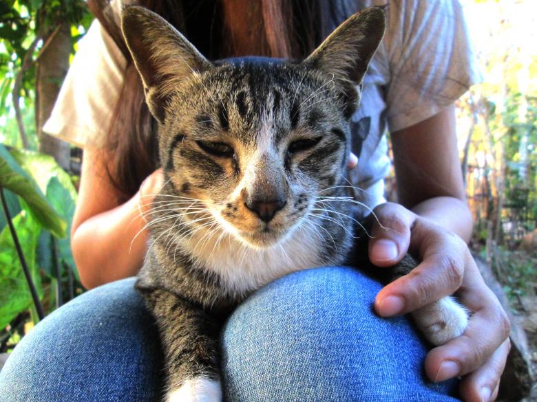 Free stock image of Cat created by Galayanee