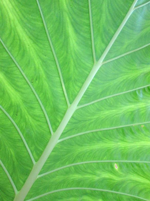 Free stock image of Green leaves background created by Galayanee