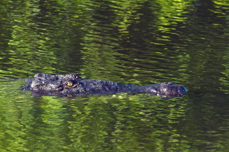 Free stock image of Crocodile created by Geoffrey Whiteway