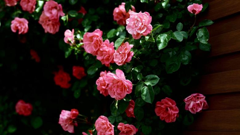 Free stock image of Pink Roses created by Amoushco