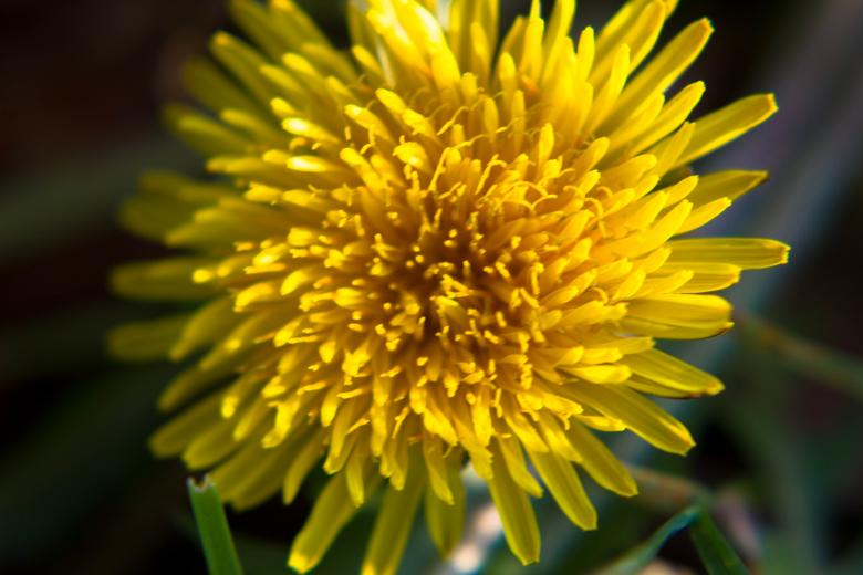 Free stock image of Yellow Flower created by Alen