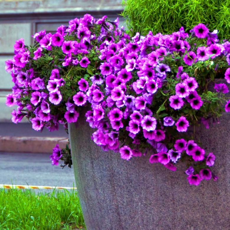 Free stock image of pink flowers created by 2happy