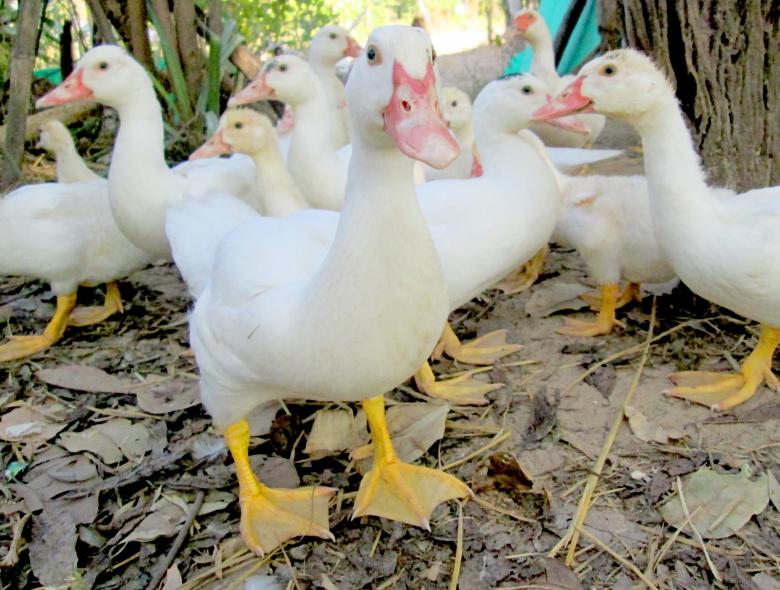 Free stock image of Domestic Ducks created by Galayanee