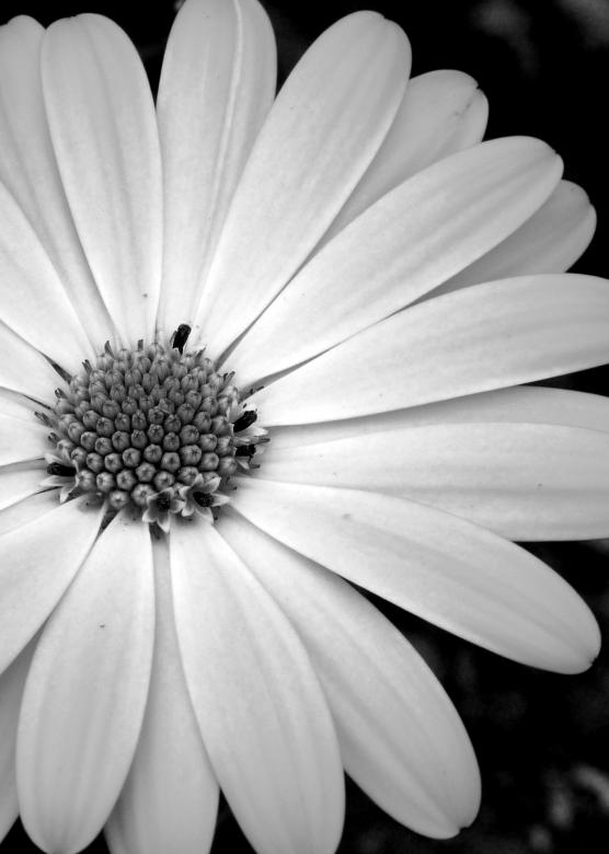 Free stock image of B&W Flower  created by Kate Towers 