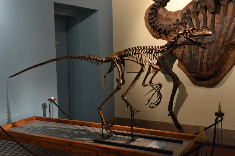 Free stock image of Dromaeosaurus albertensis created by Tomas Adomaitis