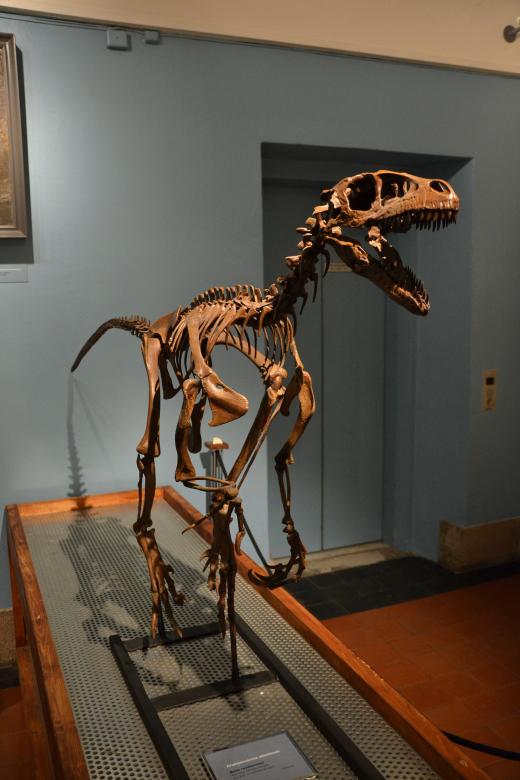 Free stock image of Dromaeosaurus albertensis created by Tomas Adomaitis