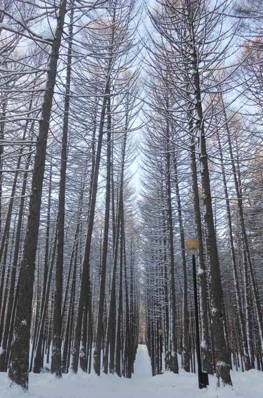 Free stock image of Winter forest created by 2happy