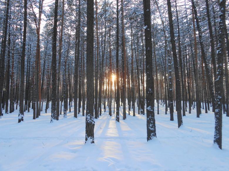 Free stock image of Winter forest created by 2happy