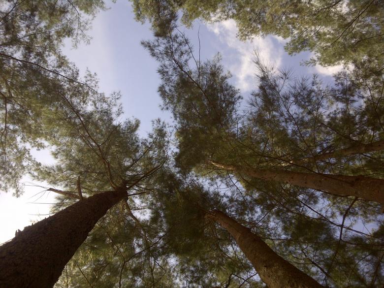 Free stock image of Green trees created by fakhliansyah