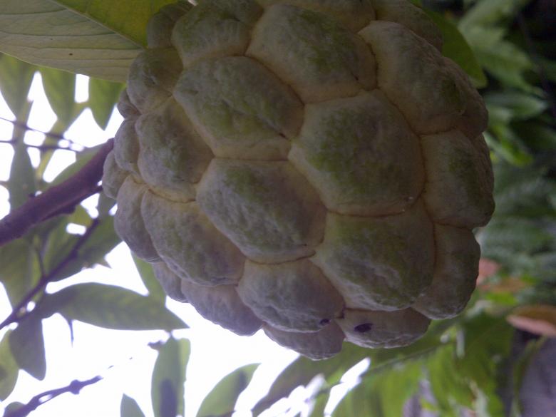Free stock image of Sugar apple created by fakhliansyah