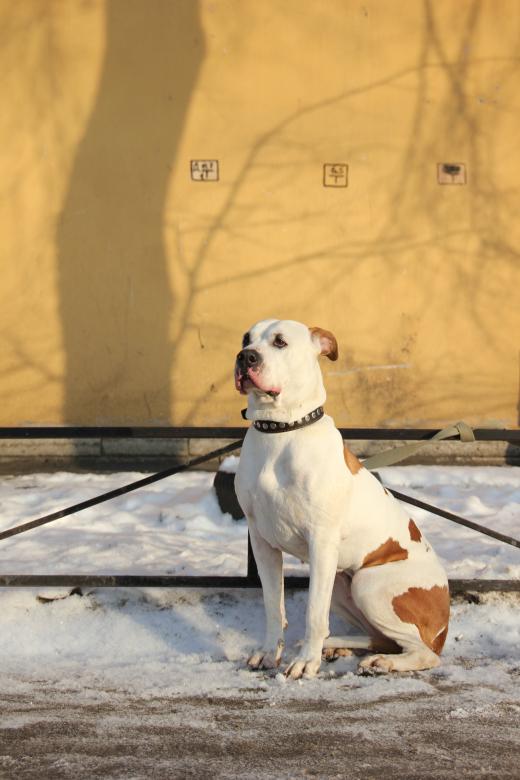 Free stock image of Dog on a winter day created by 2happy