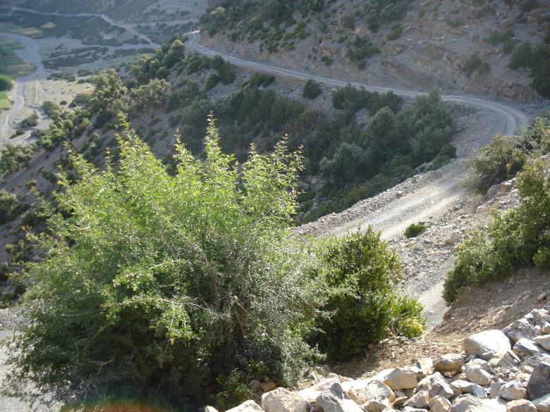 Free stock image of Mountain Road created by chakomajaw