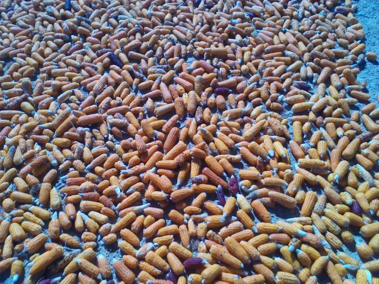 Free stock image of Maize texture created by chakomajaw