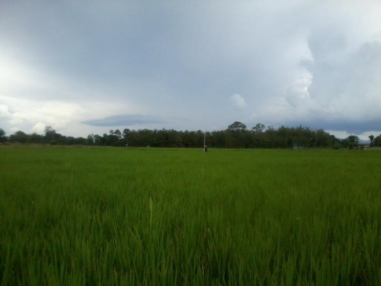 Free stock image of Green fields created by fakhliansyah