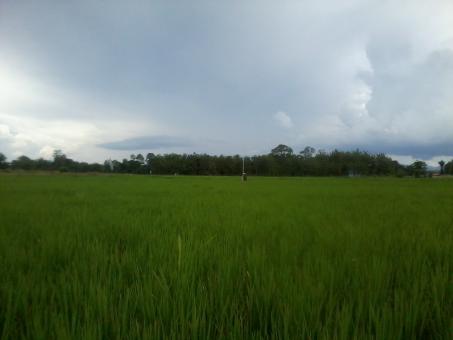 Green fields - Free Stock Photo
