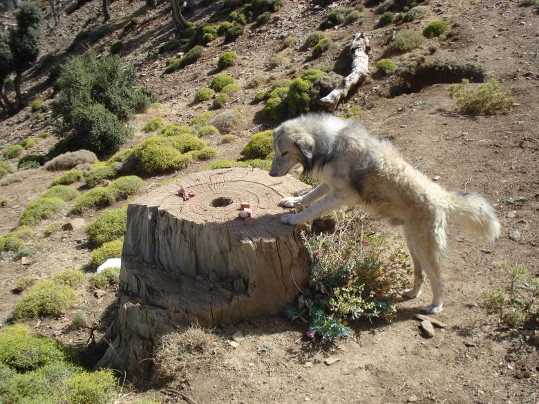 Free stock image of Dog  created by chakomajaw