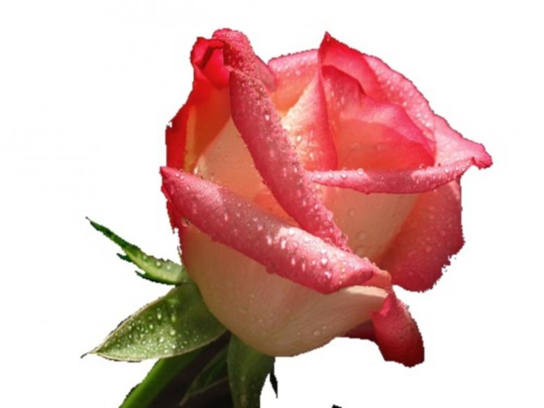 Free stock image of The rose created by chakomajaw