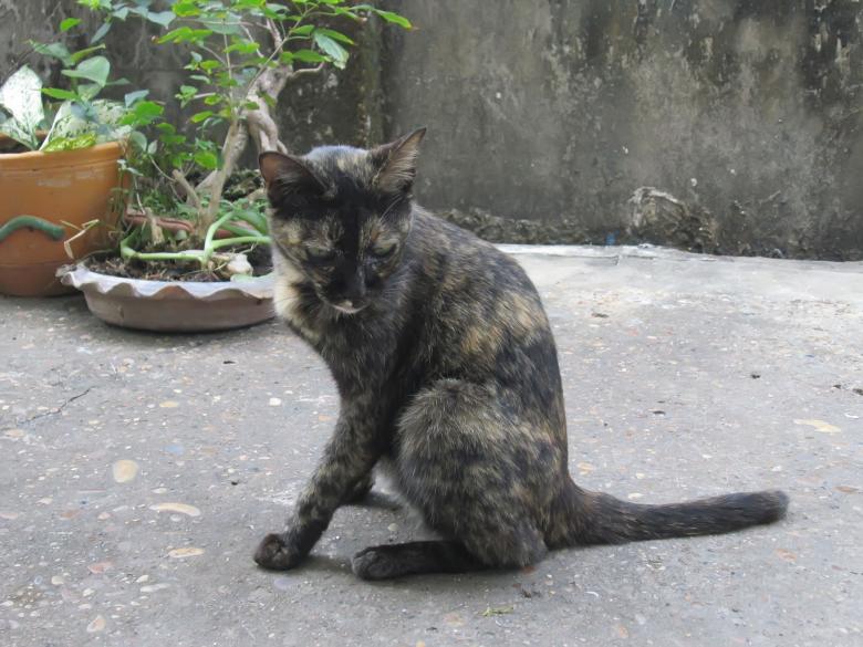 Free stock image of Stray Cat created by Galayanee