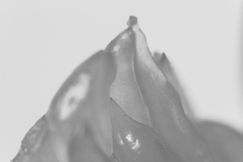 Free stock image of Organic background - Black and White created by François