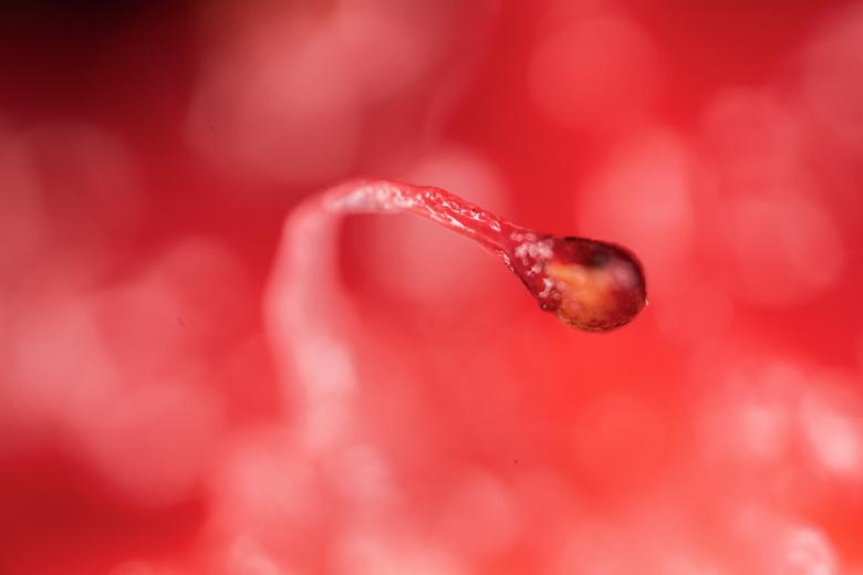 Free stock image of Red Seed Organic Background created by François