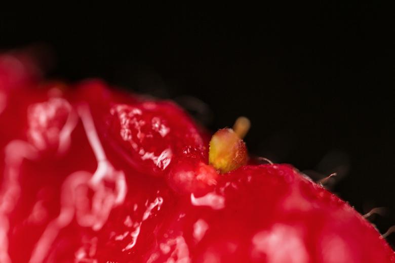 Free stock image of Organic fruit and fiber background created by François