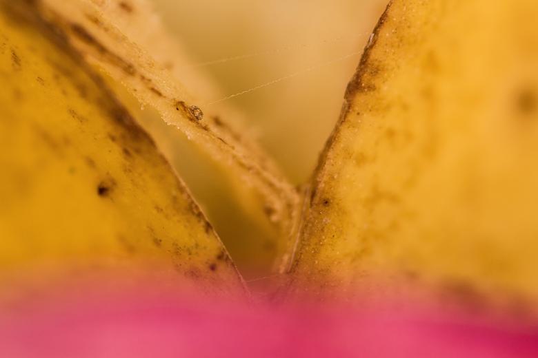 Free stock image of Organic fruit background created by François