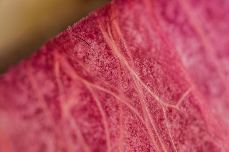 Free stock image of Organic red background created by François