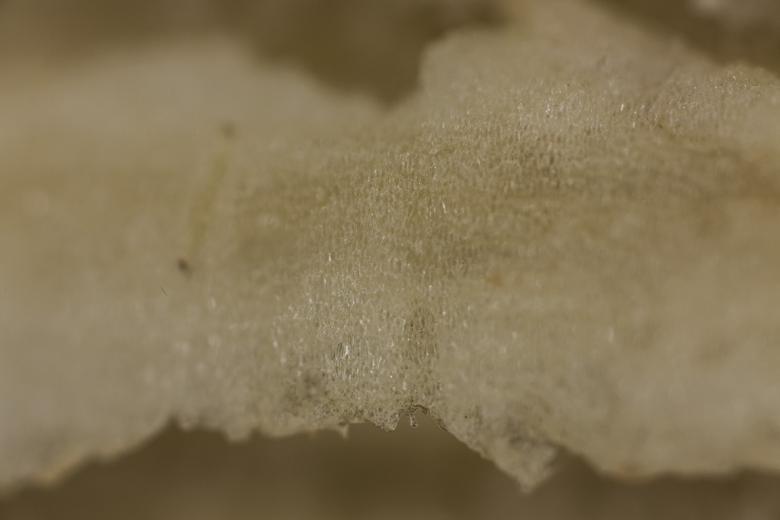 Free stock image of White Fruit Closeup created by François