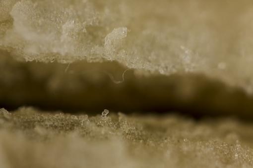 Fruit Macro