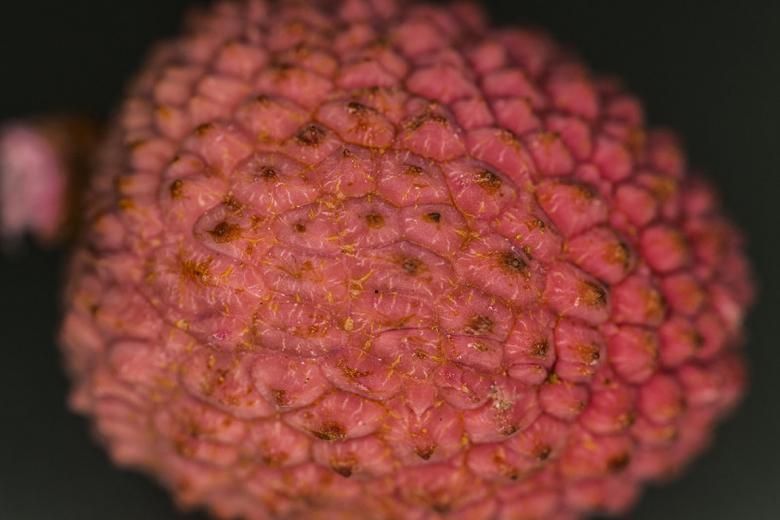 Free stock image of Red Berry Closeup created by François