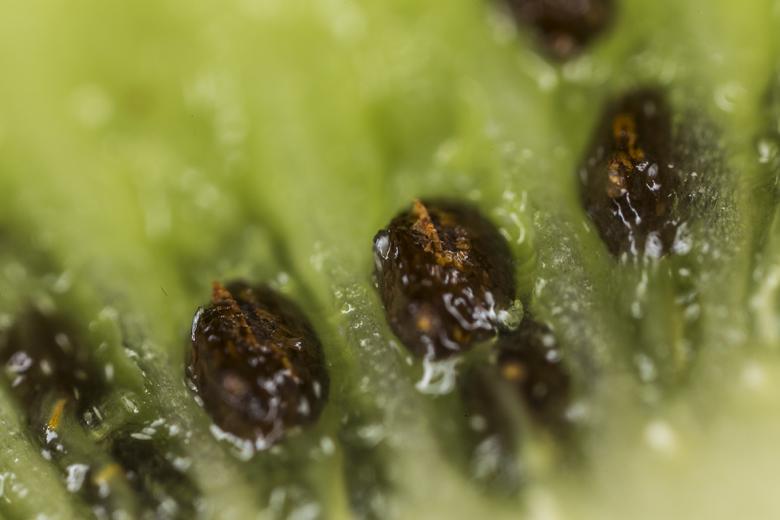 Free stock image of Kiwi Macro Background created by François