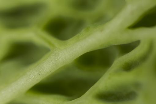 Salad Close-up Texture - Free Stock Photo