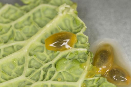 Salad and Fruit Closeup - Free Stock Photo